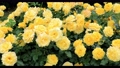黄色い薔薇の花（品種：ゴールドバニー）スライダー撮影 94514915