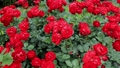 赤い薔薇の花（品種：リリーマルリーン）スライダー撮影 94514916