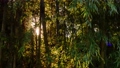 竹林から夕日が差し込む風景　スローモーション 94523345