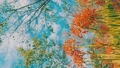 【縦型動画】青空の下で満開に咲く彼岸花　ネガフィルム風 94551223