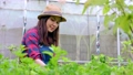Portrait of happy Asian woman farmer holding basket of fresh vegetable salad in an organic farm in a greenhouse garden, Concept of agriculture organic for health, Vegan food and Small business. 94552537