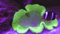 A small multi-colored fish swims among the algae. 94576247