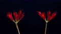 ヒガンバナの開花のタイムラプス動画　 94608651