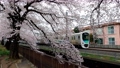 桜並木をゆく西武新宿線30000系 94620366