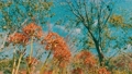 【秋】青空の下で満開に咲く彼岸花　フィルム風 94644048