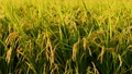 【農業】田んぼで米の稲が風にゆれる風景　スローモーション 94644891