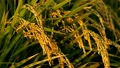 【農業】田んぼで米の稲が風にゆれる風景　スローモーション 94644892