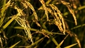 【農業】田んぼで米の稲が風にゆれる風景　スローモーション 94644894