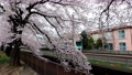 桜並木をゆく西武新宿線30000系 94646959