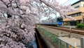 桜並木をゆく西武新宿線20000系 94646995