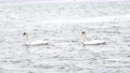 ウトナイ湖に浮かぶコブハクチョウ 94713983