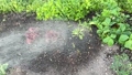 Gardening Watering Sprinkling Shower Slow 94904989