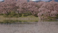 満開の桜の花と池に浮かぶ花びら：長野県伊那市高遠、六道の堤（タイムラプス・チルトアップ） 95104723