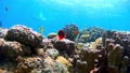 Okinawa Aka Island Nishihama Beach Anemone fish Underwater photography 95292709