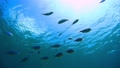 Underwater photography of Okinawa Akajima 95493750