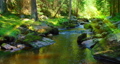 Mountain river on a sunny summer day. Nature landscape. Green lush forest in the morning. Mesmerizing flow of cold fresh water on a hot afternoon. Sun rays illuminate the greenery. 95992524