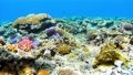 Nishihama Beach underwater photography of Okinawa Akajima 96233225