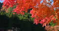 風に揺れる秋の美しい紅葉の動画　広角 96288482