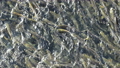 遡上するたくさんの鮭（真俯瞰 疑似空撮） 96289359