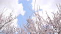 梅の花と青空（パン撮影） 96328542