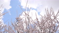 梅の花と青空（パン撮影） 96328543