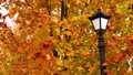 Autumn park with a lantern. Atmosphere and mood of autumn and nature. Yellow-red maple leaves background. 96337486