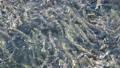 遡上するたくさんの鮭（真俯瞰 疑似空撮） 96382300