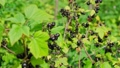 Black currant berries in the garden on the bush. Currant harvest. Selective focus 96395086