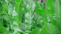 Horseradish Armoracia rusticana, syn. Cochlearia armoracia is a perennial plant of the family Brassicaceae. Selective focus 96395088