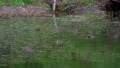 Mallard duck waterfowl bird dabbling in found or river. Selective focus 96395530