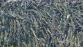 遡上するたくさんの鮭（真俯瞰 疑似空撮） 96506364