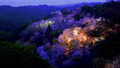 奈良タイムラプス 夕暮れの吉野山下千本の夜桜ライトアップ 96528475