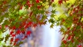 紅葉と滝の日本をイメージした映像 96542799
