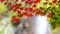 紅葉と滝の日本をイメージした映像 96542801