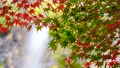 紅葉と滝の日本をイメージした映像 96542802