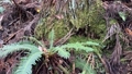 林木表面苔蘚 96715012