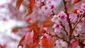 早咲きの寒桜（カンザクラ）の枝3 96750418