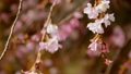 早咲きの寒桜（カンザクラ）の枝4 96750419