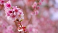 早咲きの寒桜（カンザクラ）の枝2 96750420