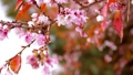 早咲きの寒桜（カンザクラ）の枝 96750421