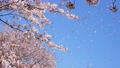 大量の桜吹雪(花吹雪)の4Kスローモーション動画 97244747