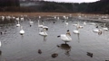 何羽もの白鳥が池の中に入っている様子 97993256