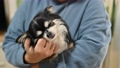 飼い主に抱っこで撫でられるチワワ 98249610