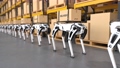 4K Robotic delivery dog in a factory, Concept Robot dog delivering goods 98315488