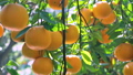 Citrus, citrus fruit, water fruit, citrus tree, past years, orchard, citrus fruit, mandarin orange, fruit, orange tree, new year, orchard 98353858