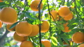 Citrus, citrus fruit, water fruit, citrus tree, past years, orchard, citrus fruit, mandarin orange, fruit, orange tree, new year, orchard 98353859