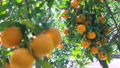 Citrus, citrus fruit, water fruit, citrus tree, past years, orchard, citrus fruit, mandarin orange, fruit, orange tree, new year, orchard 98353860