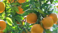 Citrus, citrus fruit, water fruit, citrus tree, past years, orchard, citrus fruit, mandarin orange, fruit, orange tree, new year, orchard 98353862