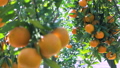 Citrus, citrus fruit, water fruit, citrus tree, past years, orchard, citrus fruit, mandarin orange, fruit, orange tree, new year, orchard 98353864