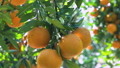 Citrus, citrus fruit, water fruit, citrus tree, past years, orchard, citrus fruit, mandarin orange, fruit, orange tree, new year, orchard 98353866